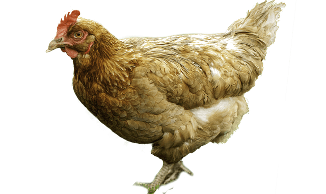 Energomedicina kokoška